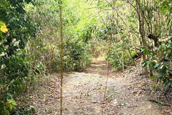 Narrow dirt path through dense green forest.
